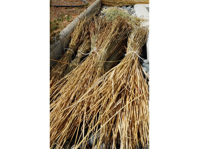 Treating basketry material