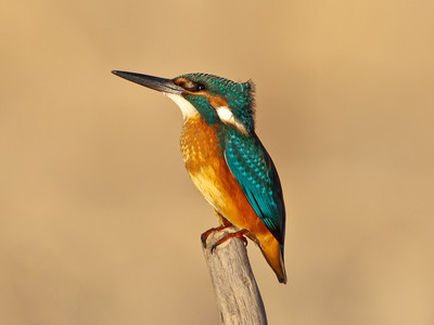 Kingfisher © Albert Stoecker